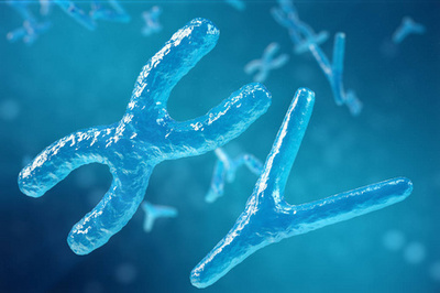 XY染色体 生物医学与基因治疗中的核心符号与前沿探索