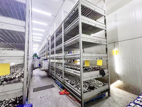 产值超亿元 科技蘑菇走上海外餐桌，智能种植日产16吨的生物奇迹