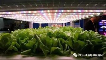 台北光电周观察 植物工厂产业生机勃勃