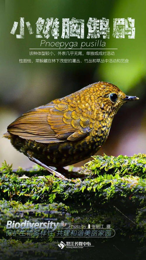 探秘怒江 生物多样性海报组图系列⑧——微观世界的生灵奇境